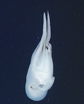 Image: MBARI
